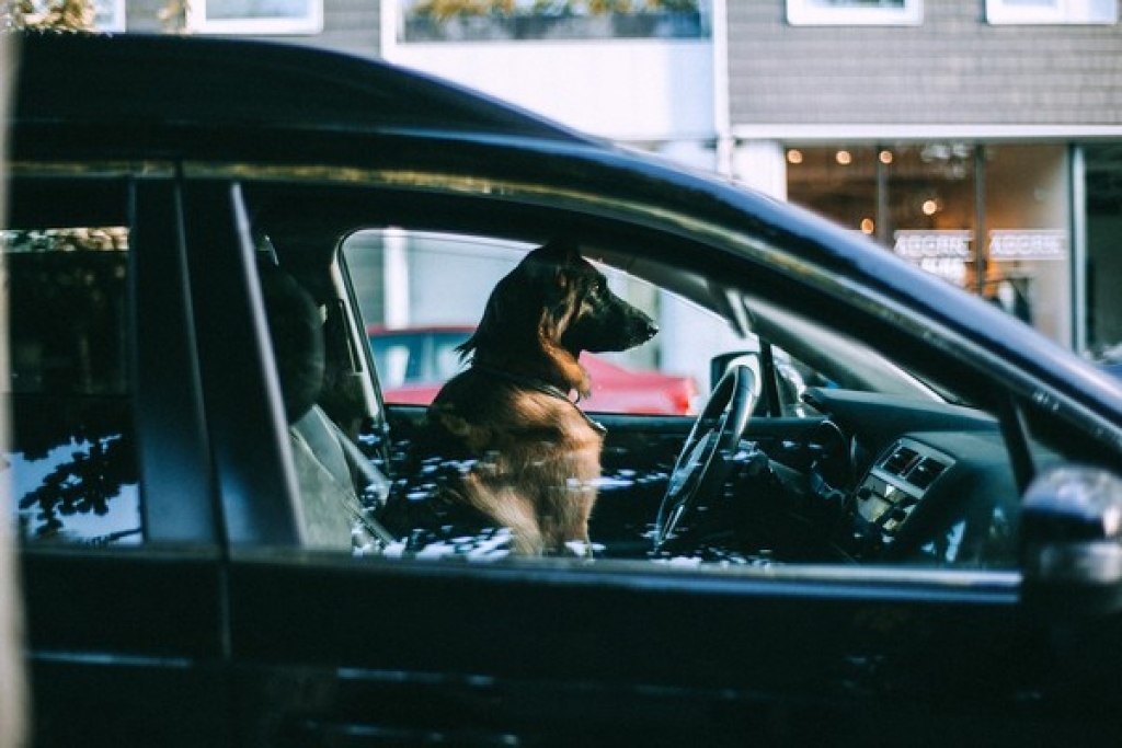 Τι να προσέξουμε κατά την μεταφορά σκύλου με αυτοκίνητο;